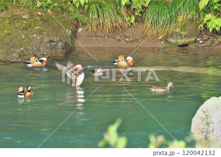 オシドリ 120042132