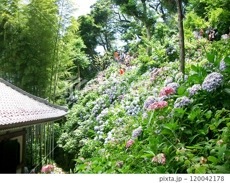 鎌倉の長谷寺の紫陽花 鎌倉の長谷寺の紫陽花 120042178