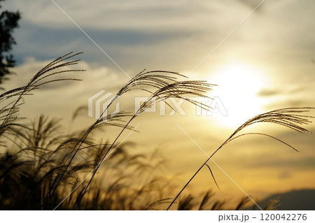 秋のイメージ・ススキと夕日 秋のイメージ・ススキと夕日 120042276