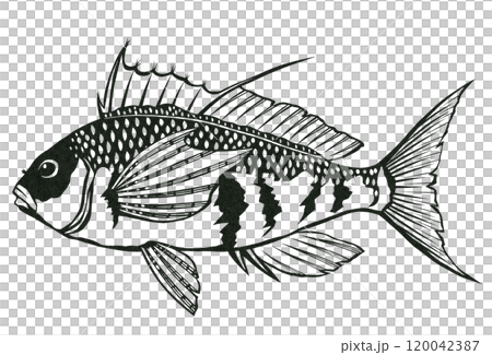 Simple black and white paper cut illustration of saltwater fish Uigonbae 120042387