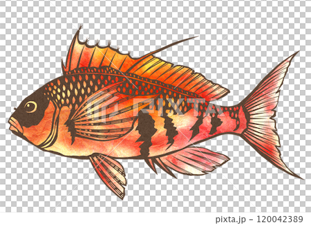 Cute saltwater fish Uigonbae paper cutout illustration Cute saltwater fish Uigonbae paper cutout illustration 120042389