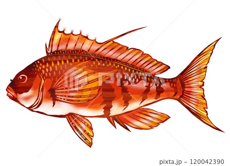 可愛い魚ウイゴンべの切り絵イラスト 120042390