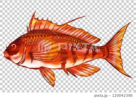 可愛い魚ウイゴンべの切り絵イラスト 120042390