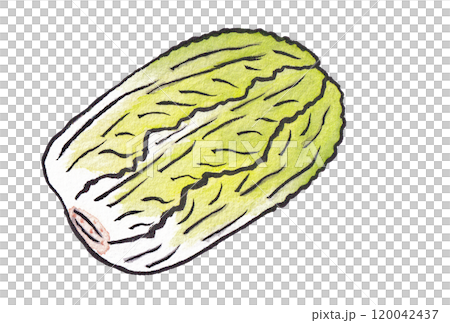 Hand-painted watercolor painting (etegami) "Chinese cabbage" 120042437