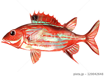 カッコイイ海水魚ウケグチイットウダイの切り絵イラスト 120042648