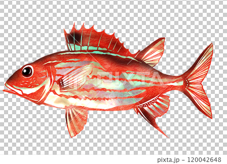 カッコイイ海水魚ウケグチイットウダイの切り絵イラスト 120042648