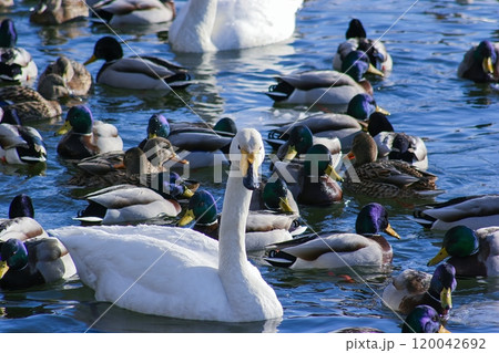 白鳥のいる風景 120042692