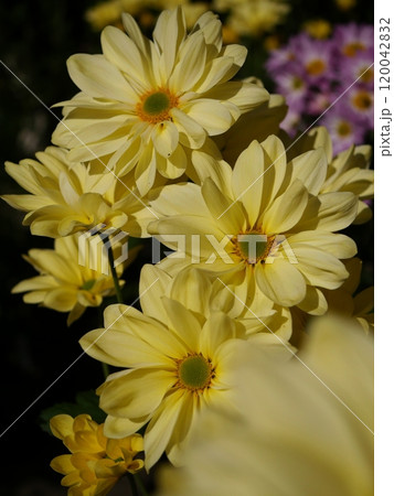 黄色い菊 黄色い菊 120042832