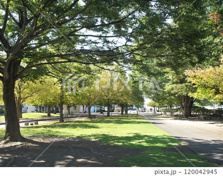 秋の公園のある風景 秋の公園のある風景 120042945