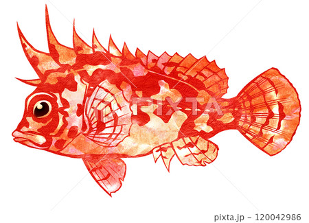 釣りの危険な外道魚ハオコゼの切り絵イラスト 120042986