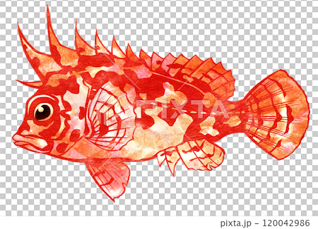 釣魚時危險的魚的剪圖。 釣魚時危險的魚的剪圖。 120042986