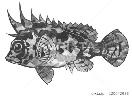 迷彩色をまとった危険魚の白黒切り絵イラスト 120042988