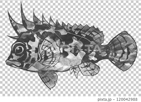 迷彩色をまとった危険魚の白黒切り絵イラスト 120042988