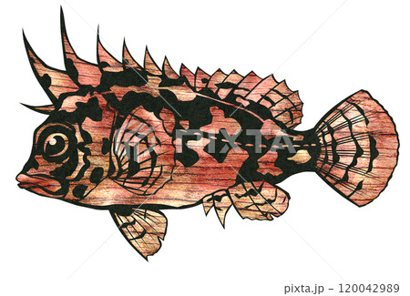 可愛いけど毒があるハオコゼの切り絵イラスト 120042989