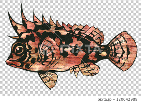 可愛いけど毒があるハオコゼの切り絵イラスト 120042989