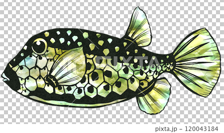 A paper cut-out illustration of a stylish boxfish with a unique pattern 120043184