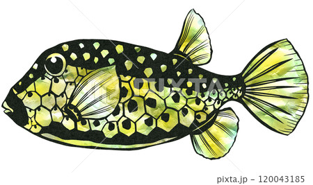 独特模様の可愛い魚ハコフグの切り絵イラスト 120043185