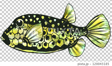 独特模様の可愛い魚ハコフグの切り絵イラスト 120043185
