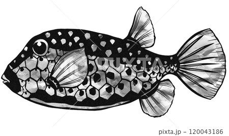 可愛い海水魚ハコフグの白黒切り絵イラスト 120043186