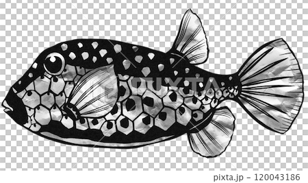 可愛い海水魚ハコフグの白黒切り絵イラスト 120043186