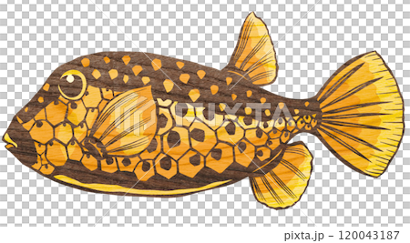 盒魚的剪圖，這是一種具有獨特圖案的鹹水魚 120043187