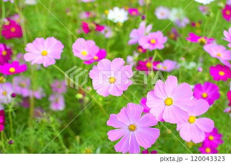 秋の花コスモス畑に咲くピンク色のコスモス 120043323