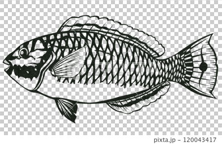 Simple black and white paper cut illustration of a saltwater fish parrotfish Simple black and white paper cut illustration of a saltwater fish parrotfish 120043417