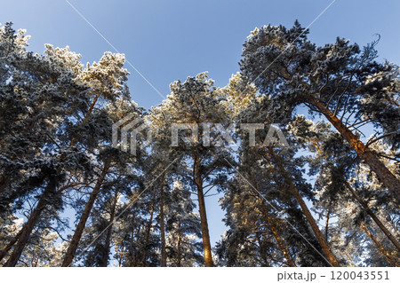 Fir trees in hoarfrost Fir trees in hoarfrost 120043551