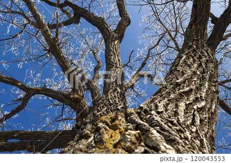 Old oak trunk Old oak trunk 120043553