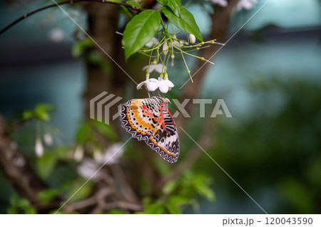 飛行機 航空機 ひこうき 120043590