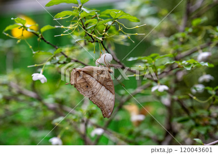 飛行機 航空機 ひこうき 120043601