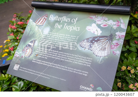 飛行機 航空機 ひこうき 120043607