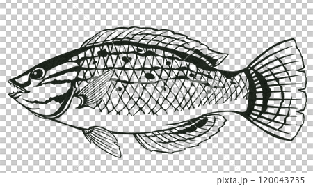 食用魚瀨魚的簡單黑白剪紙插圖 120043735
