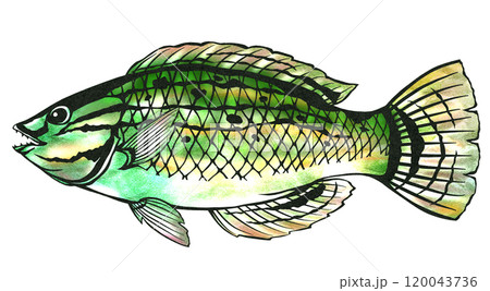 オシャレな海水魚ベラの切り絵イラスト オシャレな海水魚ベラの切り絵イラスト 120043736