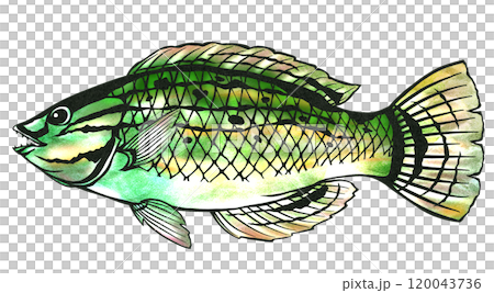Stylish saltwater fish wrasse paper cut-out illustration 120043736