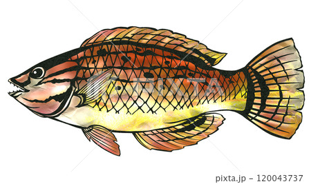 美味しい海水魚ベラの切り絵イラスト 120043737