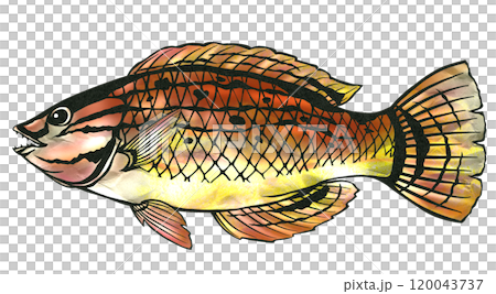 美味鹹水魚瀨魚的剪紙插圖 120043737