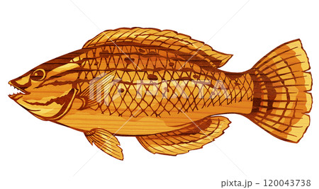 綺麗な海水魚ベラの切り絵イラスト 綺麗な海水魚ベラの切り絵イラスト 120043738