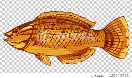 A paper cutout illustration of a beautiful saltwater fish, wrasse 120043738