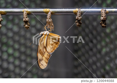 動物 動物学 きれい 120044088