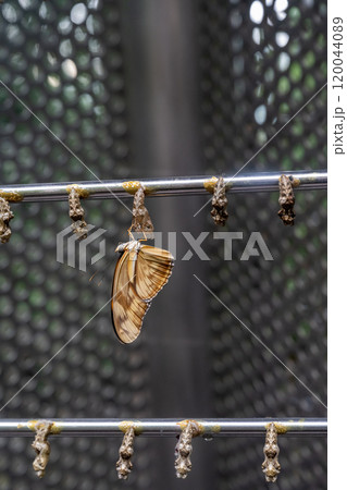 動物 動物学 きれい 120044089