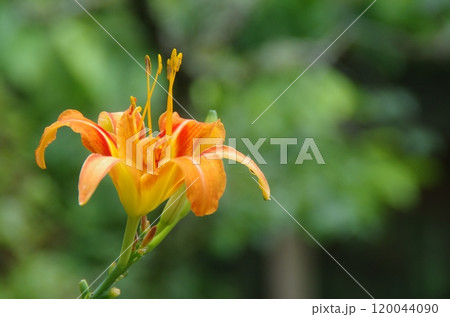 静かに咲くヤブカンゾウの花 120044090