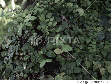 オオイタビのシックな背景画像 120044204