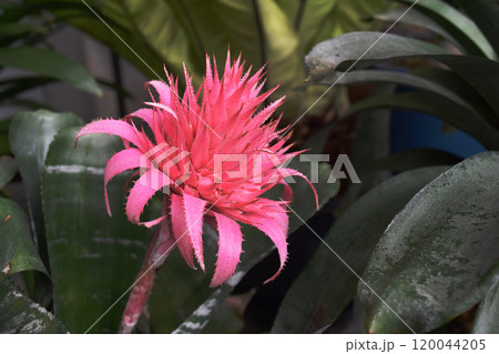 ピンクのアナナスの花の画像 ピンクのアナナスの花の画像 120044205