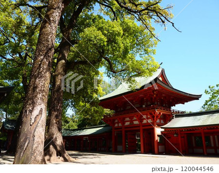 春の日差しを浴びる新緑の大宮氷川神社 春の日差しを浴びる新緑の大宮氷川神社 120044546