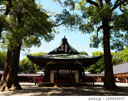 春の日差しを浴びる新緑の大宮氷川神社 春の日差しを浴びる新緑の大宮氷川神社 120044547