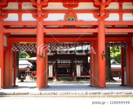 春の日差しを浴びる大宮氷川神社 春の日差しを浴びる大宮氷川神社 120044549