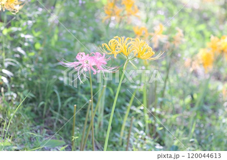 黄色の彼岸花（ヒガンバナ　曼珠沙華） 120044613