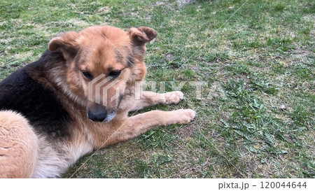 An elderly German Shepherd lies on the grass. 120044644