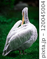bird pelican resting 120045004